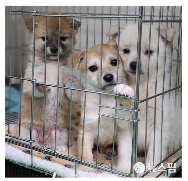 매년 늘어나는 유기동물의 현실