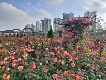 안양천 장미정원