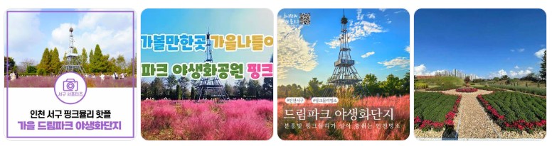 인천 서구 드림파크 야생화단지 전경과 핑크뮬리, 가을 감성 명소