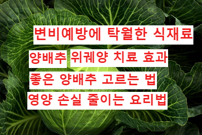 양배추