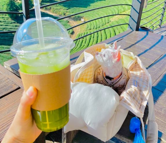 반려견 동반 여름 여행-전남 보성 반려견 풀빌라, 녹차밭