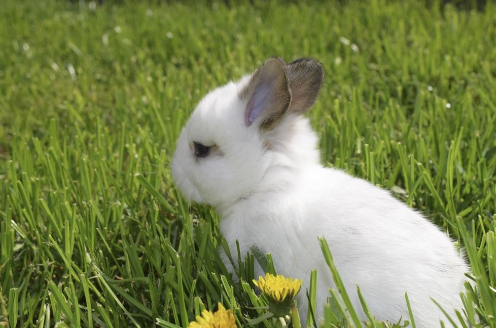 2026년 1월 토끼띠 운세 총정리