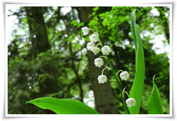 "은방울 꽃" 자연의 아름다움과 신비를 담은 작은 보석!