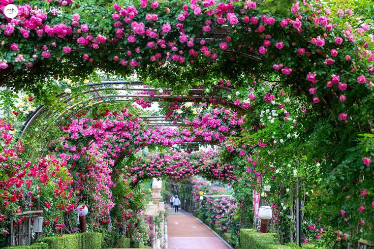 2023 서울 장미축제 가수 주차장 일정 총정리