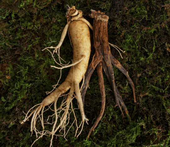 홍삼의 효능&amp;#44; 부작용&amp;#44; 한의학&amp;#44; 의학