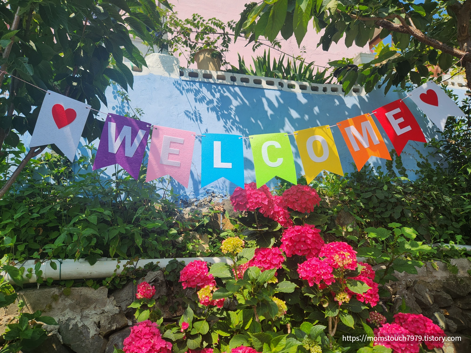 영도 분홍집 수국