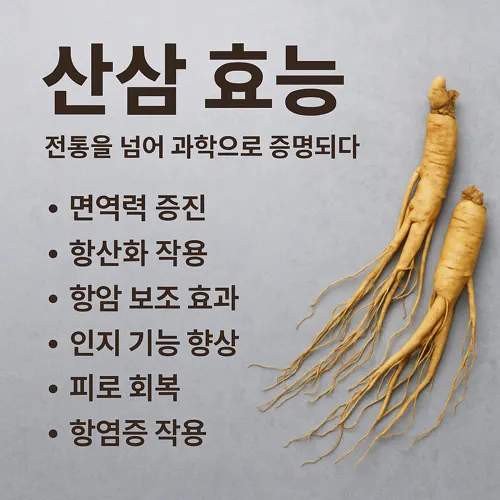 산삼 효능 요약 인포그래픽