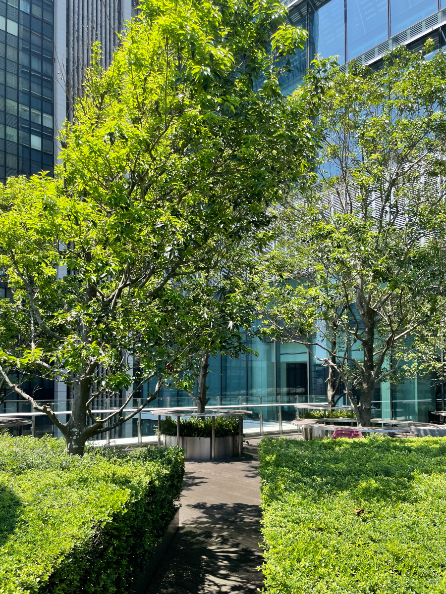 도쿄역 킷테 마루노우치 타워 킷테 정원