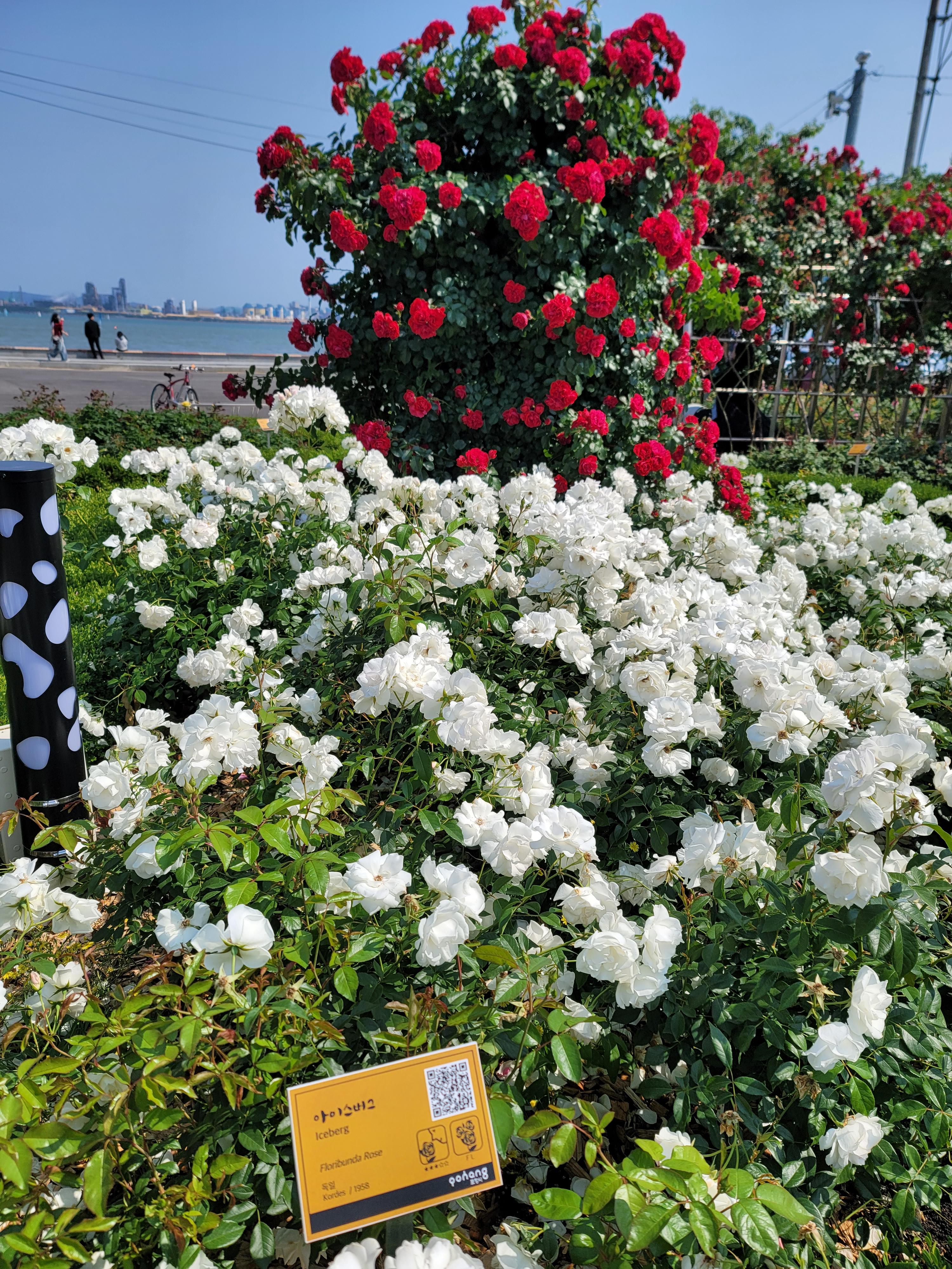 포항 영일대에서 만날 수 있는 장미 꽃