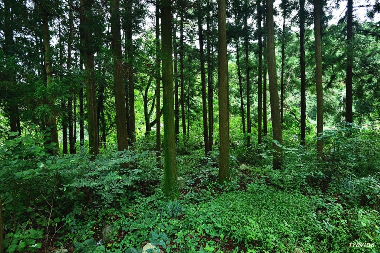 축령산