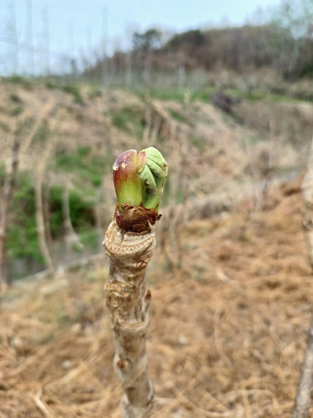 참두릅과 여름두릅 가격 알아보기