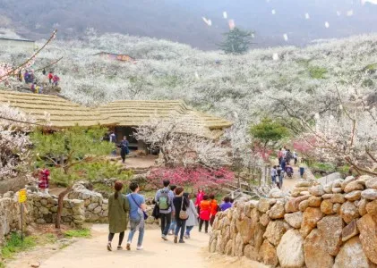 2024 광양매화축제 행사 안내