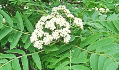 마마목 꽃 사진