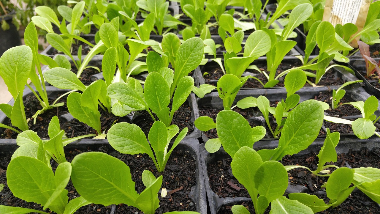 새싹채소 (Microgreens): 단기 재배를 위한 고효율 스마트 팜 시스템 구축 및 영양 강화