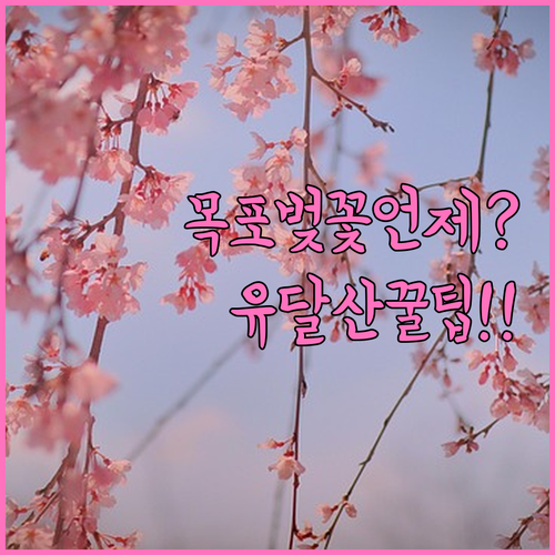 목포 벚꽃 예상 개화일과 유달산 일주..