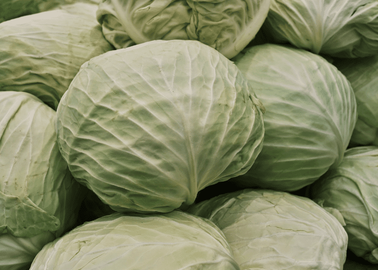 여러 통의 양배추