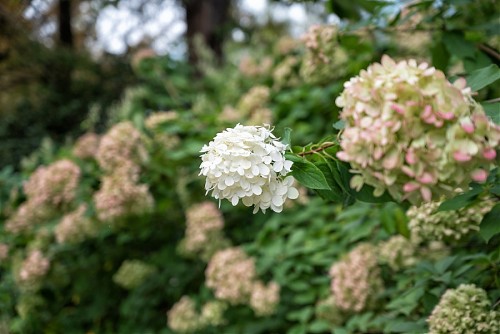 특색 있고 아름다운 민간 정원 30선 추천 여행 - 14. 고성 그레이스 정원