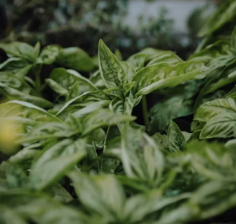 바질 효능 부작용 고르는법 요리 먹는 방법 허브