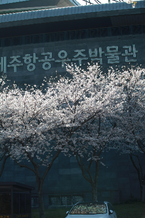 제주벚꽃명소