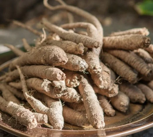 더덕 효능과 향이 좋은 야생더덕차
