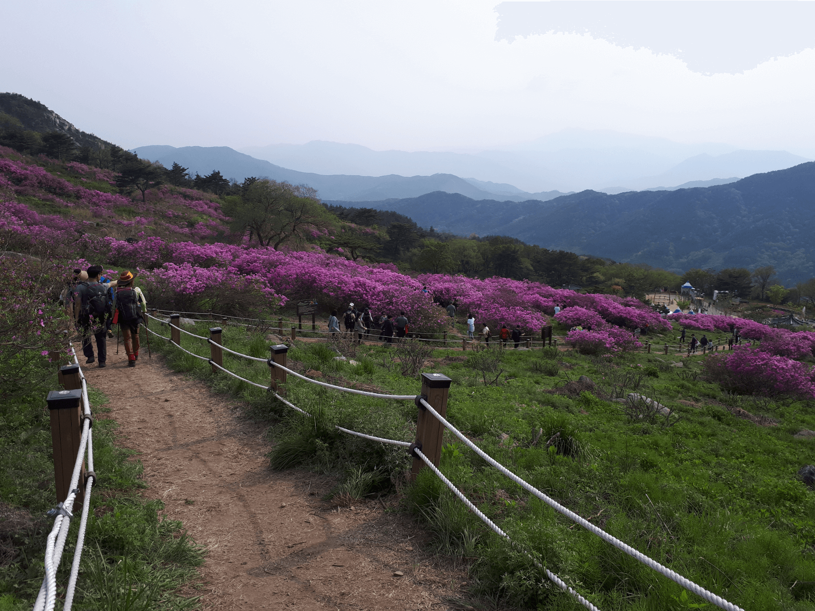 황매산 철쭉 축제 개화시기