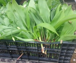 생방송투데이 이 주의 장바구니 화천 산나물 숲 ‘산방환담’에서 만나는 제철 명이나물