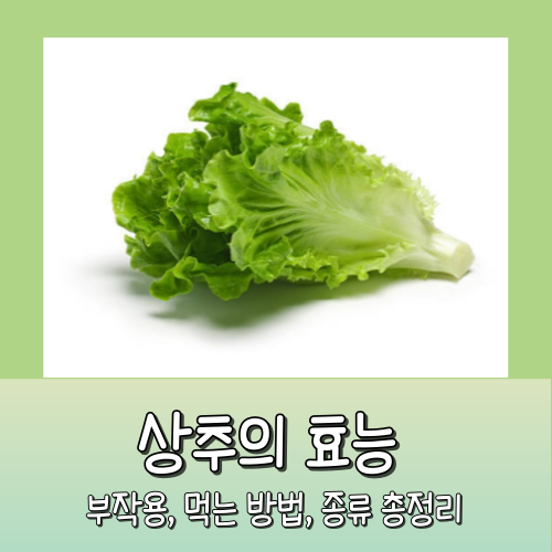 상추의 효능, 종류, 먹는 방법, 부작용 총정리