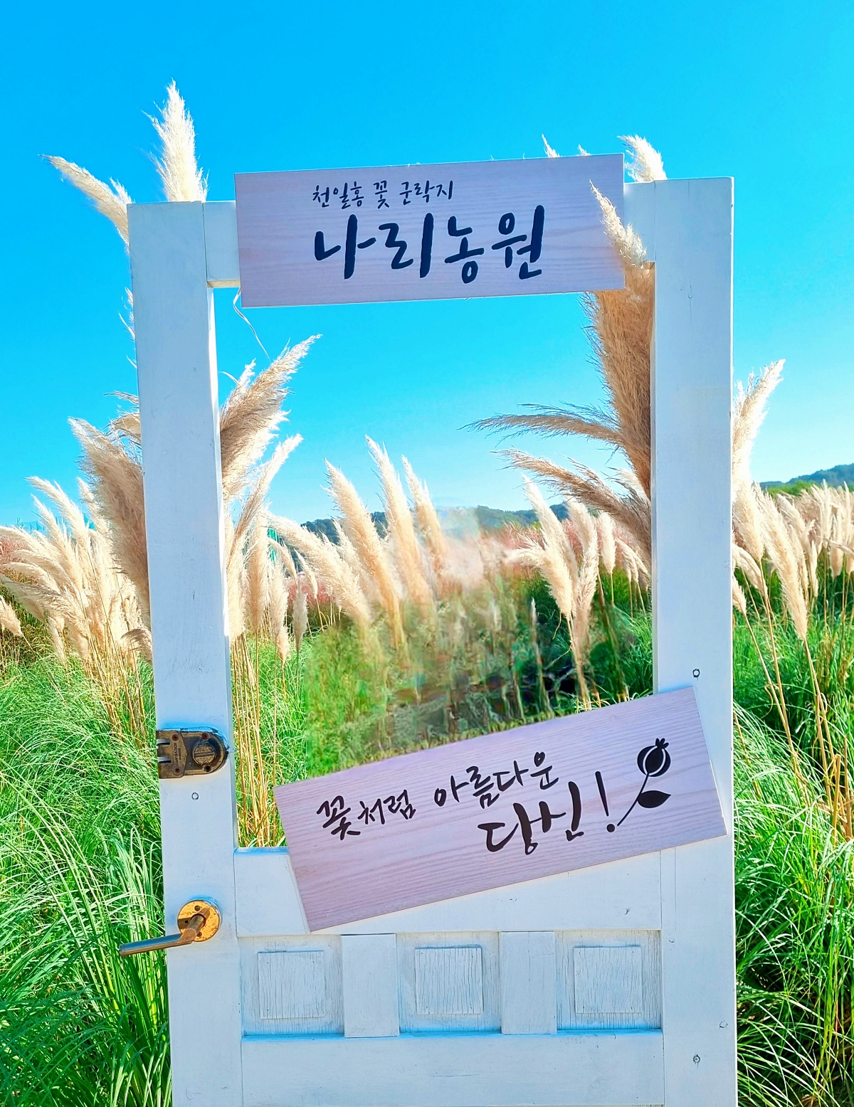 2024 양주 나리공원 천일홍 축제: 수도권에서 핑크뮬리, 댑싸리, 팜파스를 볼 수 있는 가을 여행지