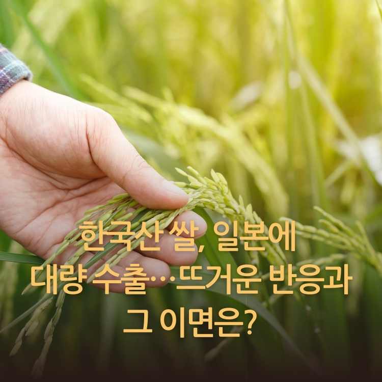 <img src="한국산-쌀,-일본에-대량-수출.jpg" alt="벼가-익어가고-있는-모습">