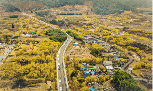 2025 구례산수유 축제관련사진