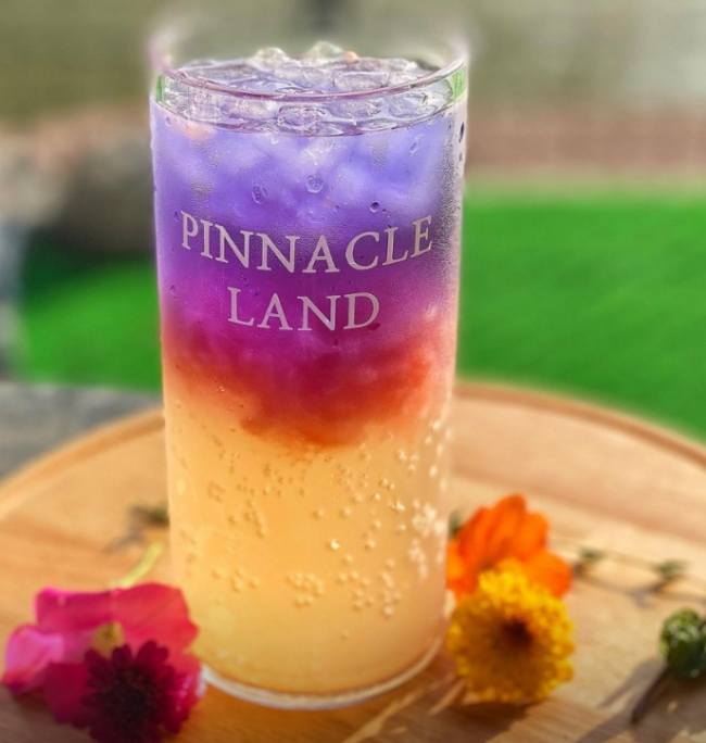 피나클랜드 튤립 수선화 축제