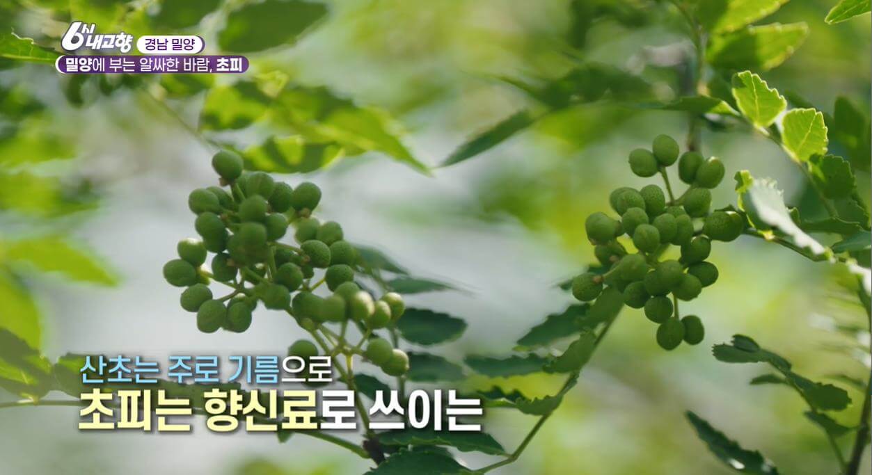 6시내고향 누리집 내고향스페셜 밀양에 부는 알싸한 바람 초피