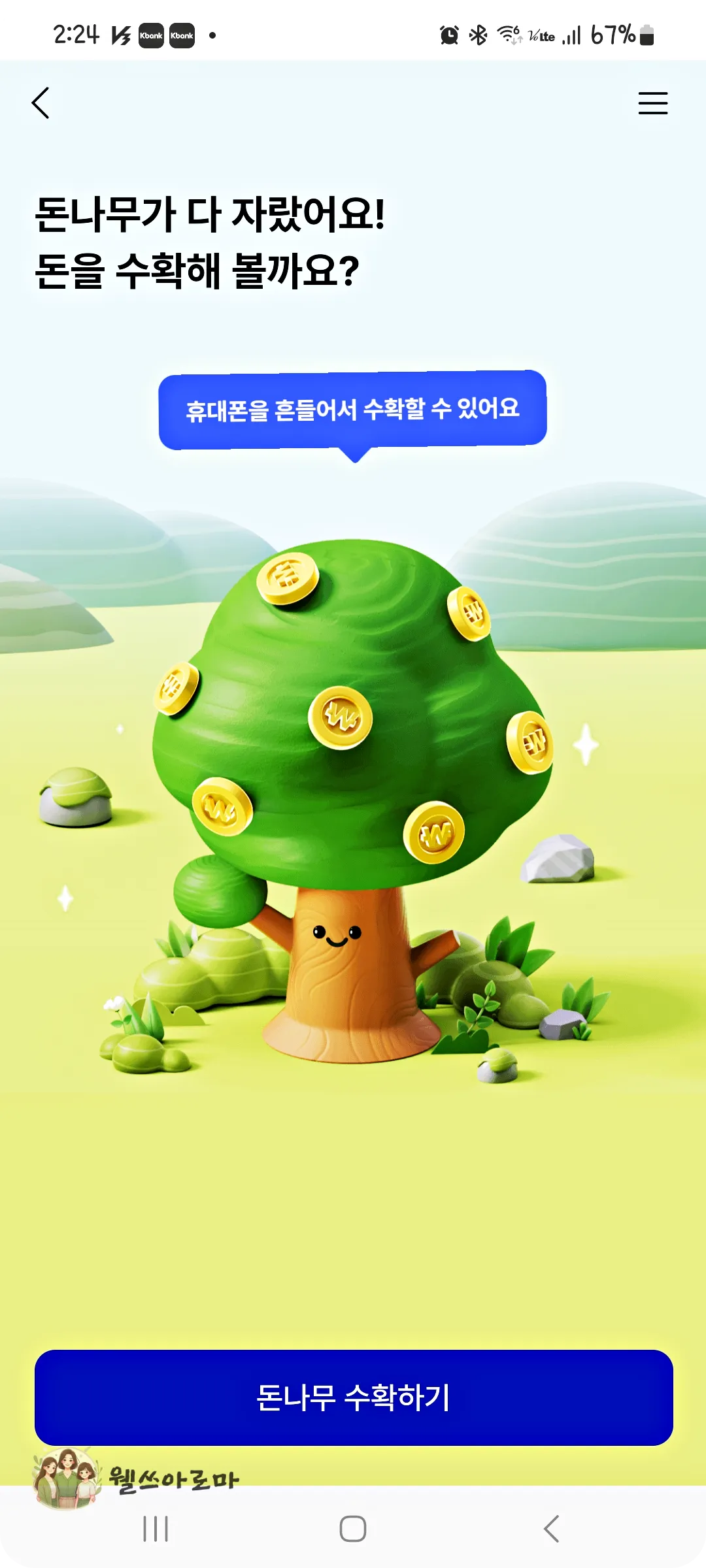 돈나무키우기-돈나무수확하기