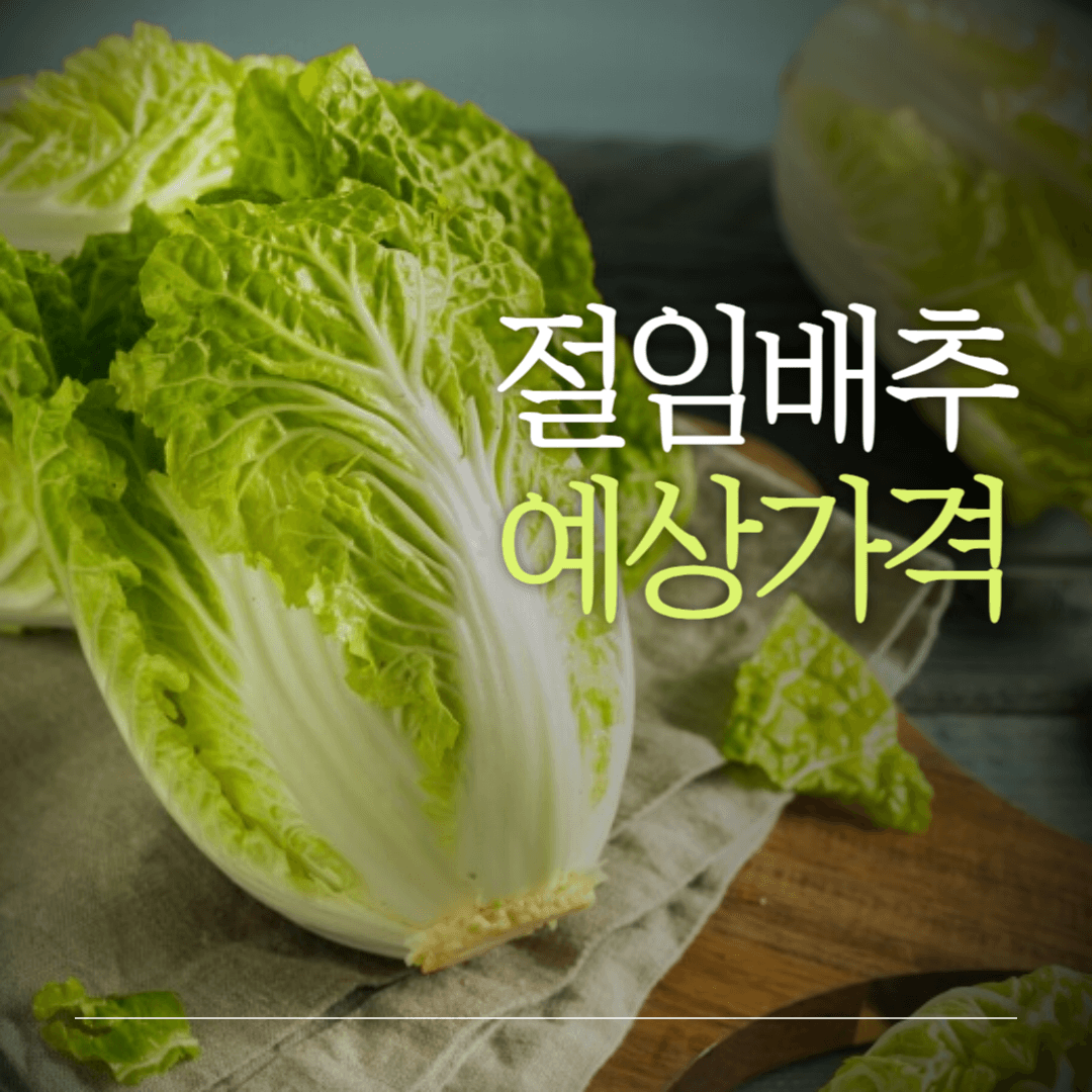 절임배추예상가격