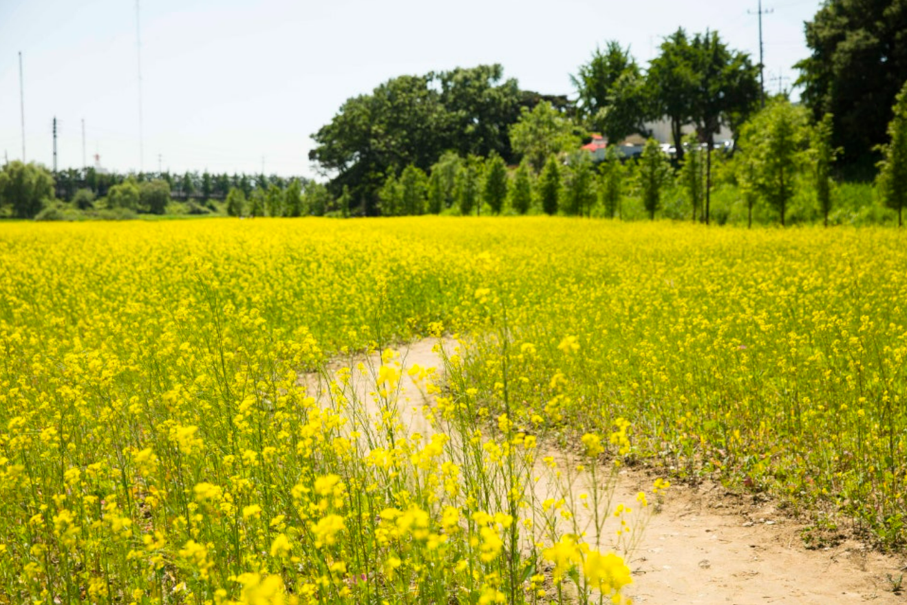 창릉천 유채 꽃 축제