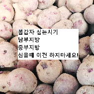 싹이 난 감자