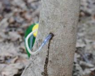 고로쇠 수액&amp;#44; 봄의 기적! 건강과 맛을 동시에 담다