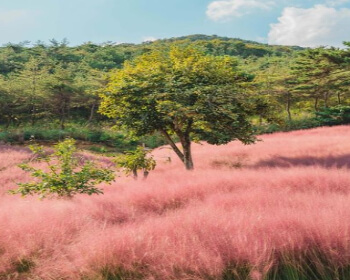 고창 핑크뮬리 축제_21