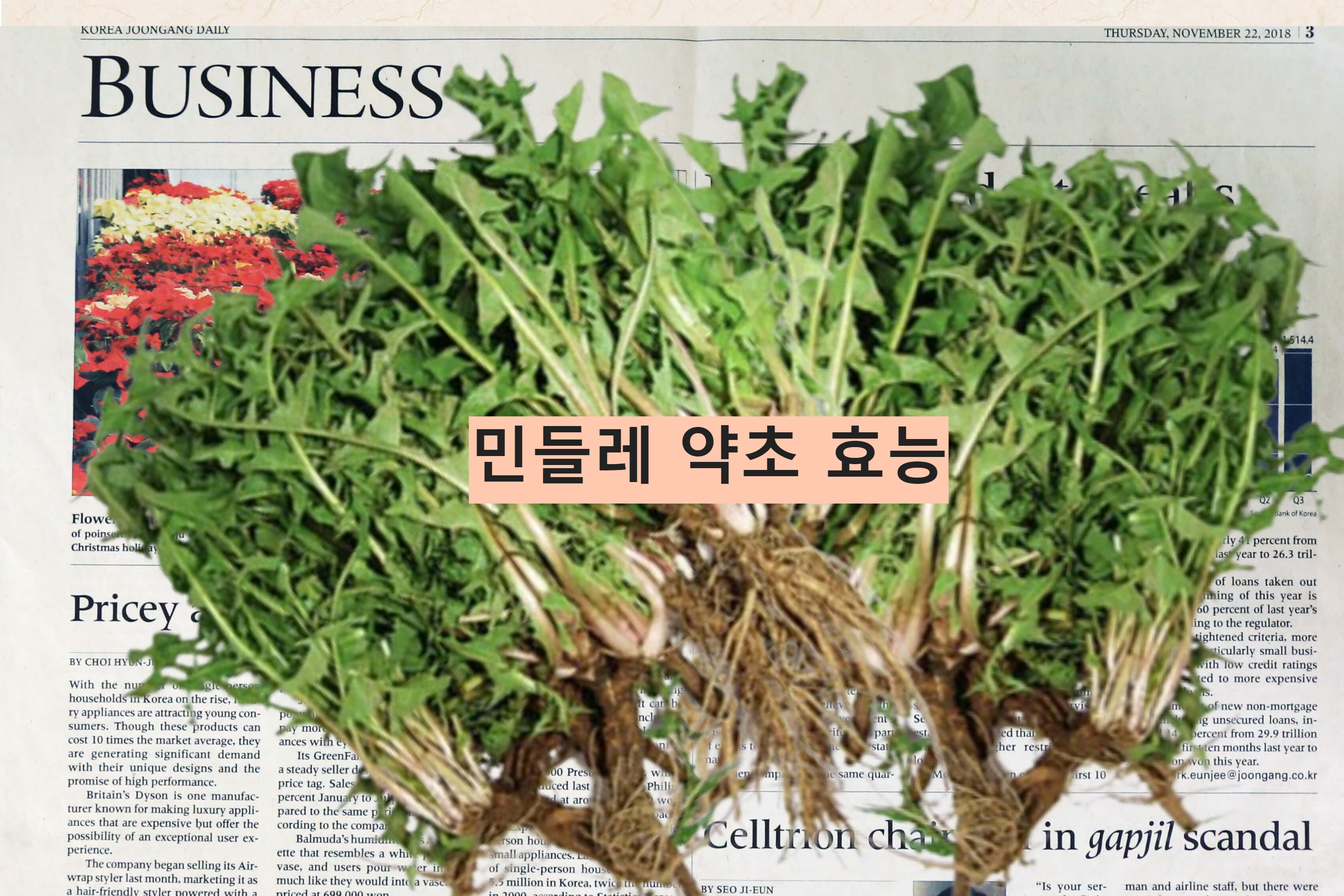 민들레 나물