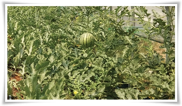 작지만 수박보다 달콤한 애플 수박 키우기! 아파트나 작은 정원에서도 가능해요.