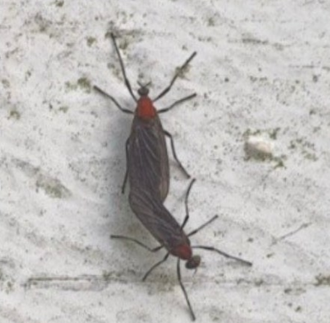 러브버그-붉은등우단털파리-퇴치방법