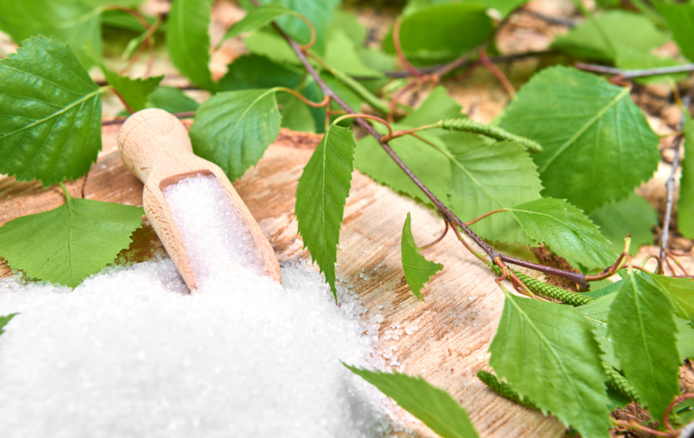 alt="자작나무 배경의 자일리톨"