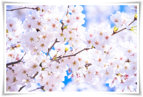 "매화" 겨울을 깨우는 은은한 향기의 비밀을 간직한 백매화 홍매화 청매화!