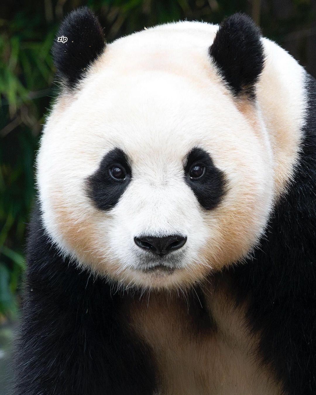 푸바오 떠나는날 언제