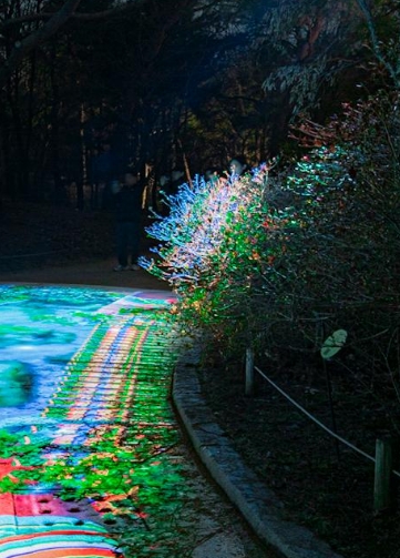 서울야경명소 창경궁 물빛연화