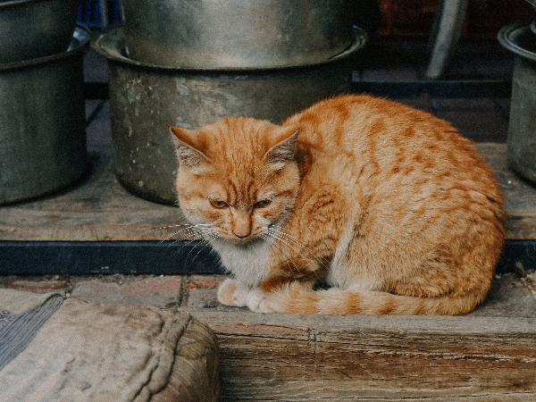 고양이 꼬리 세우는 이유