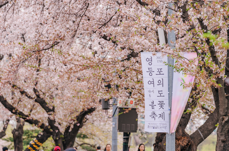 2026년 최신판 전국 봄 꽃 축제 추천 8곳