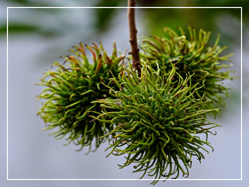 열대과일 람부탄이란?