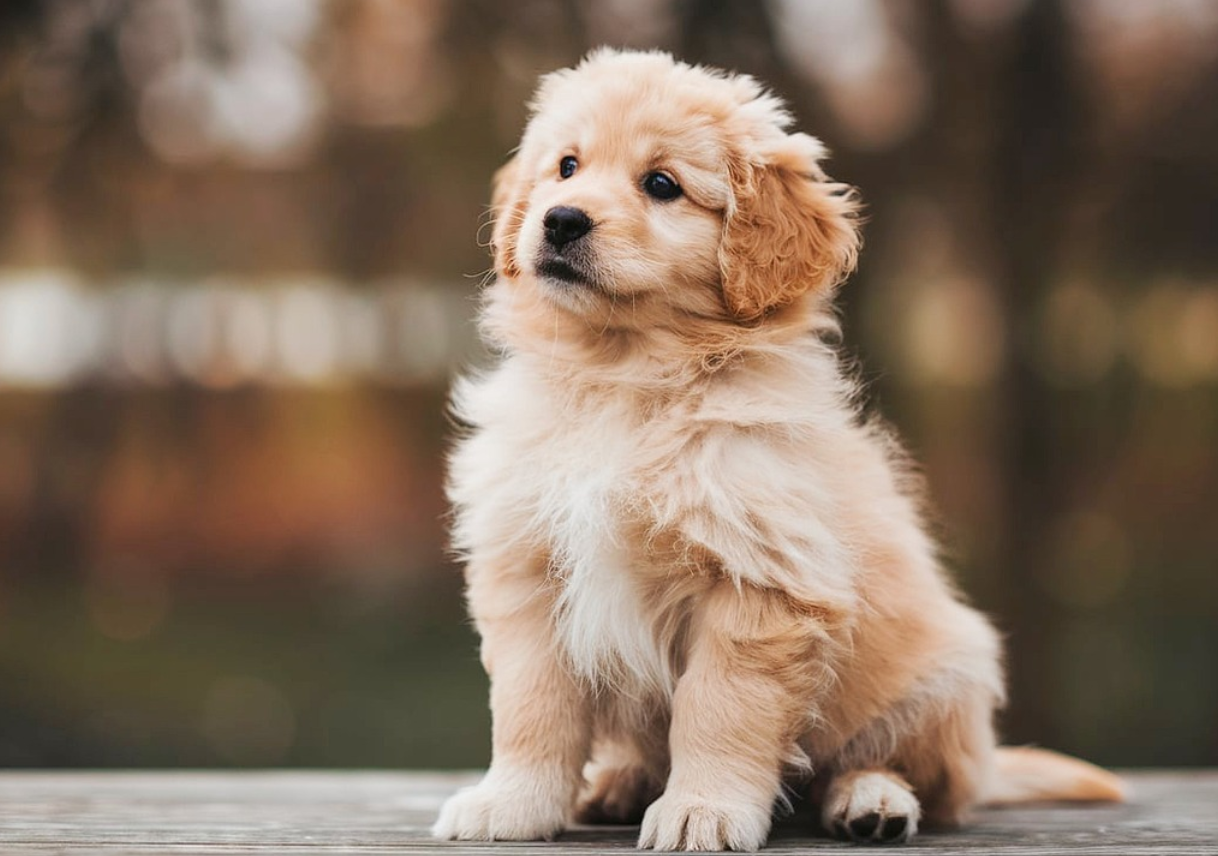 강아지 터그 놀이의 심리학: 포식 본능 발산이 반려견 코르티솔 수치에 미치는 변화