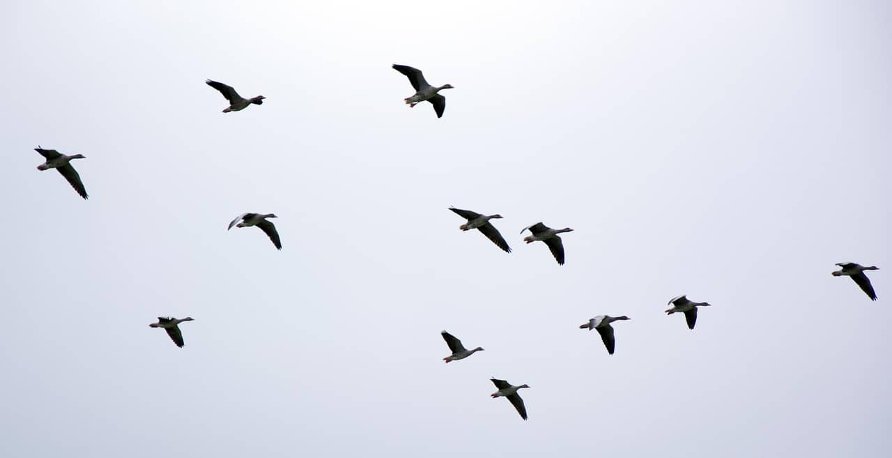 철새의 고향, 을숙도 — 강과 바다 사이에 깃든 생명의 쉼터